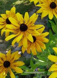 Rudbeckia Leuchtendes Gelb Stauden Pflanzen Garten