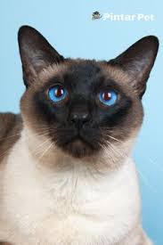  Pintar Pet Pintarpet Profile Pinterest