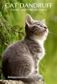 This is because idiopathic seborrhea is an inherited disorder which causes excessive sebum production. What Causes Cat Dandruff And Best Ways To Treat It The Happy Cat Site