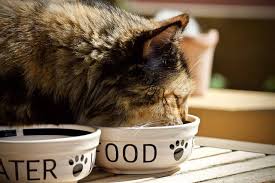 The top 11 best cat foods. The 10 Best Cat Foods For Indoor Cats 2021 Reviews Petlisted