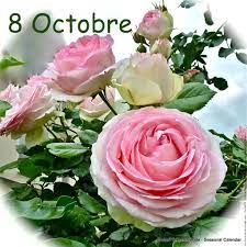 Ephéméride - Seasonal Calendar - 8 Octobre Sainte Pélagie | فيسبوك
