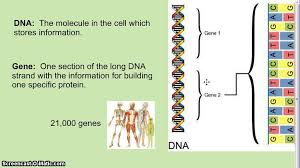Genetic Genealogy Using Gedmatch An Absolute Beginners