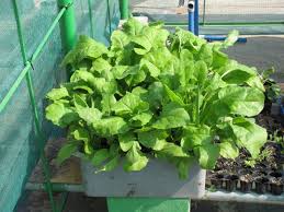 Growing Spinach In Containers Geekgardeners Weblog