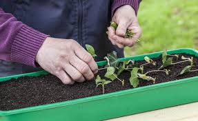 Weidenwasser So Fordern Sie Die Wurzelbildung Von Stecklingen Stecklinge Weiden Fruchte Und Gemuse