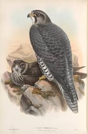 Peregrine Falcon Birds Of Prey New York Pin On Birds