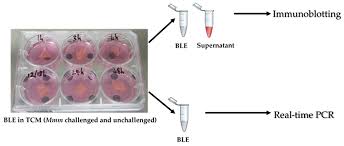 Pro-Inflammatory Response of Bovine Lung Explant Induced by Mycoplasma  mycoides subsp. mycoides