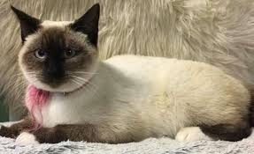 Siamese cat rescue group directory. Siamese Cat Found On The Street With A Note Tied To Her Collar