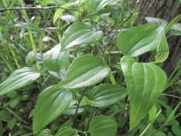 Image result for Smilacaceae