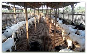 Kandang lebih praktis , hemat biaya dan lebih terjamin keamanannya bisa bantu mencarikan lantai plastik tersebut dan siap kirim. Belajar Bareng Peternakan Contoh Kandang Kambing