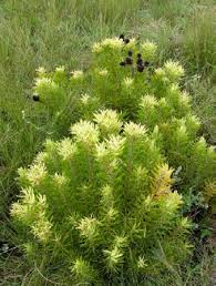 Image result for Pavetta catophylla