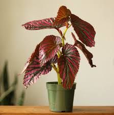 Image result for Begonia subscutata