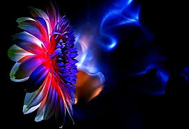 We've gathered more than 5 million images uploaded by our users and sorted them by the most popular ones. Fantastic Flowers Fractal Darkness Wallpaper Top Free Wallpapers
