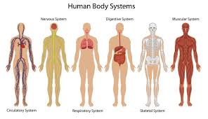 human body systems human body systems human body diagram