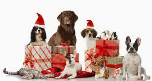 Animals Christmas Facebook Covers Christmas Dog Pet Holiday Christmas Facebook Cover
