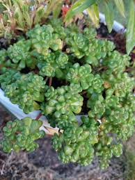 Image result for Begonia kisuluana