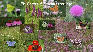 Dies ist immer dann der fall. Schmetterlinge Im Garten Bund Rlp