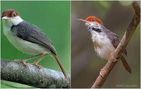 Download Suara Burung Cinenen Merah Yang Lantang Untuk Masteran Om Kicau