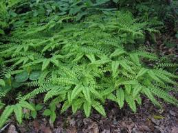 Image result for Adiantum patens