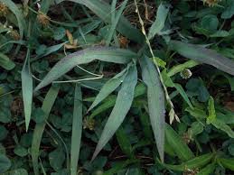 Image result for Digitaria diagonalis