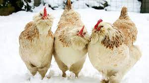 These are my salmon faverolles. Salmon Faverolles Chickens Uniquely Colored Dual Purpose Youtube