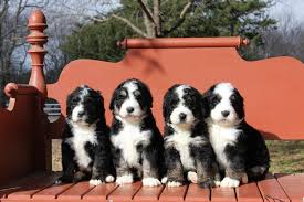 We are a breeder of bernedoodle puppies in ottawa, canada. Our Bernedoodles For Sale Namaste Poodles Doodles Poodle Doodle Poodle Breeds Bernedoodle Puppies