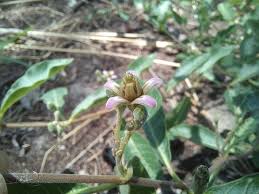 Image result for Raphionacme lanceolata