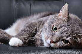 Most strokes involve blood clots, but some are caused by tumor cells, bacteria, and parasites. Brain Injury In Cats Symptoms Causes Diagnosis Treatment Recovery Management Cost