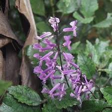 Image result for Plectranthus mandalensis