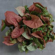 Syngonium Podophyllum Pink Allusion Arrowhead Vine Pink Allusion In Gardentags Plant Encyclopedia Arrowhead Plant Plants Arrowhead Vine
