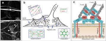 Tissues are found in plants and animals. Diverse Cell Junctions With Unique Molecular Composition In Tissues Of A Sponge Porifera Evodevo Full Text