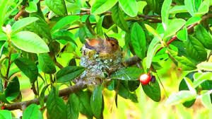 First it's ignored, then it's a perch. 2 Week Old Baby Ruby Throated Hummingbird By Our Window Youtube