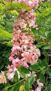 Image result for Cassia javanica