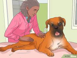 Read on for information on the symptoms, causes, and conventional treatment of dog bone cancer. How To Treat Mast Cell Tumors In Boxers 12 Steps With Pictures