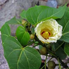 Image result for Thespesia populneoides