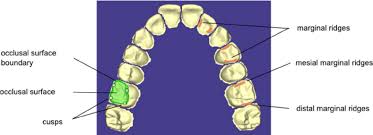 Image result for Occlusal