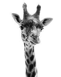 Animal Photography Giraffe Photo Black And White 24x36 20x30 16x20 8x10 5x7 Fine Art Wall Decor Giraffe Photo Black And White Photography Animals Giraffe
