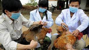 Where 26,564 birds were kept. China Begins Mass Slaughter Of Poultry After Bird Flu Found News Dw 05 04 2013