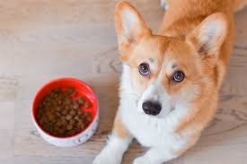Free shipping on orders $49+, low prices and the best customer service! Best Food For Dogs With Allergies Providence South Animal Hospital Waxhaw Veterinarian