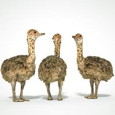 Tiny Ostrich 3d Scanned 3d Model Animals Texture Mapping 3d Model