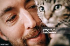 8,651 Tabby And White Cat Stock Photos, High-Res Pictures, and Images