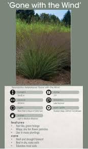 Image result for Sporobolus ioclados