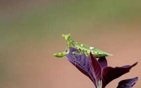 Some people suggest it is one of the largest known to science. The Cost Of A Praying Mantis In 2021 The Pricer
