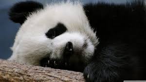 Imagenes para fondo de pantalla de pc de animales. 120 Fondos De Pantalla De Animales Muy Bonitos E Impresionantes