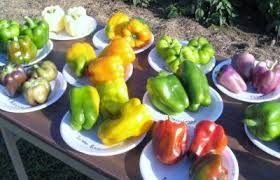 Vegetable garden for beginners gardening for beginners gardening tips growing herbs growing vegetables fruits and veggies organic gardening vegetable gardening indoor how to grow rosemary from cuttings indoors & outdoors. Can A Vegetable Garden Save You Money News