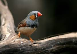 Pin On Finches