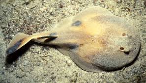 Image result for Tragia brevipes-benthamii-okanyu