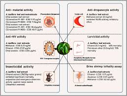 Image result for Alchornea laxiflora