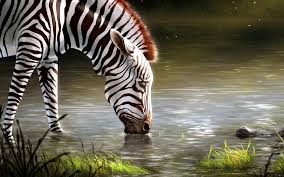 Wallpaper Zebra Lake Art Animal Wildlife 3014947 Hd Wallpaper Backgrounds Download A collection of the top 69 wildlife hd desktop wallpapers and backgrounds available for download for free. wallpaper zebra lake art animal