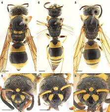 Image result for Kedrostis abdallai