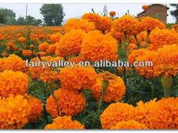 Dreamstime is the world`s largest stock photography community. Growing Orange Yellow Golden Marigolds Flowers From Seeds Buy Growing Marigolds Marigolds From Seed Marigold Plants Product On Alibaba Com